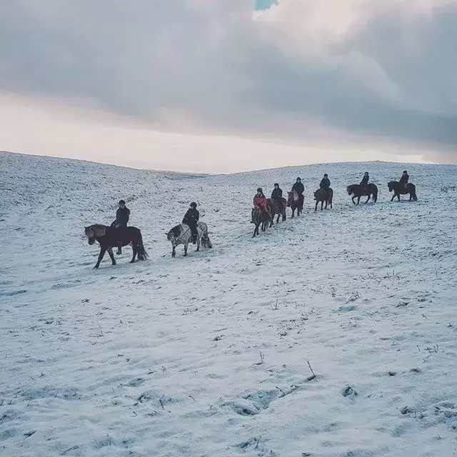 A group of riders on Icelandic horses riding through the snow