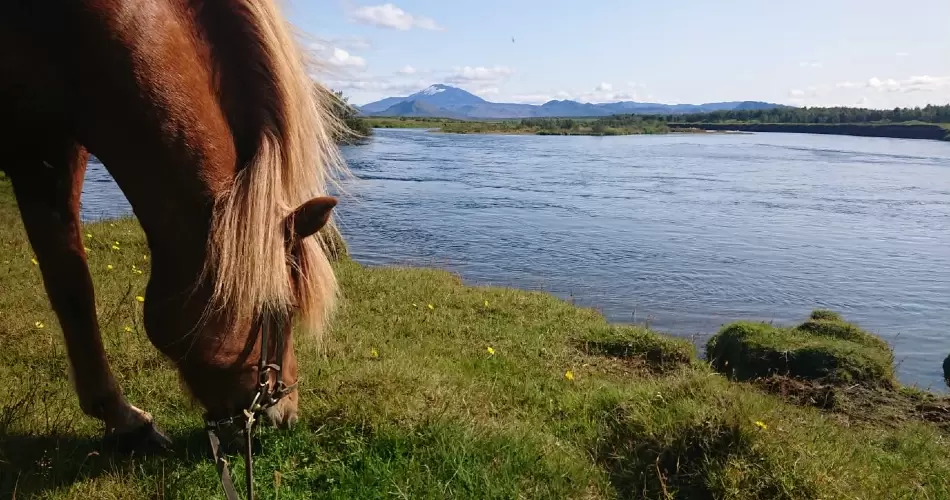 A horse eating grass next to river Rangá