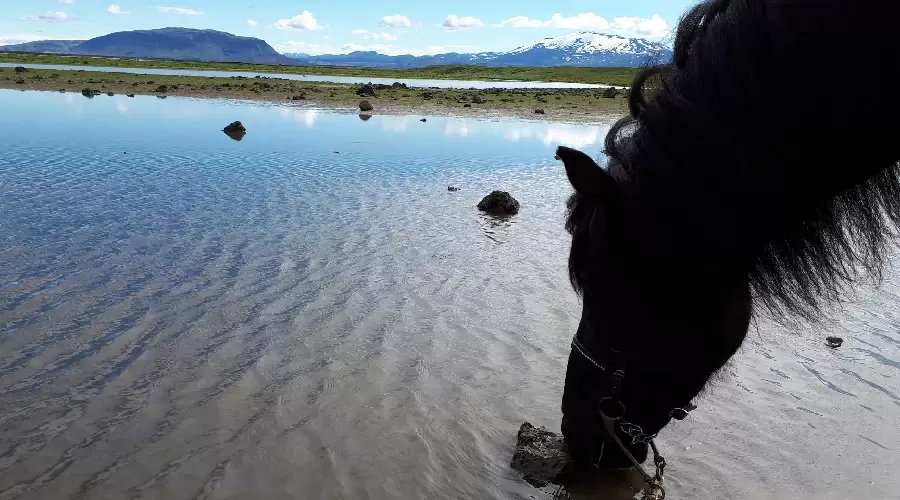 A horse drinking water from a river. 