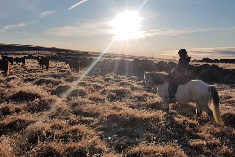 Country Ride at Icelandic HorseWorld