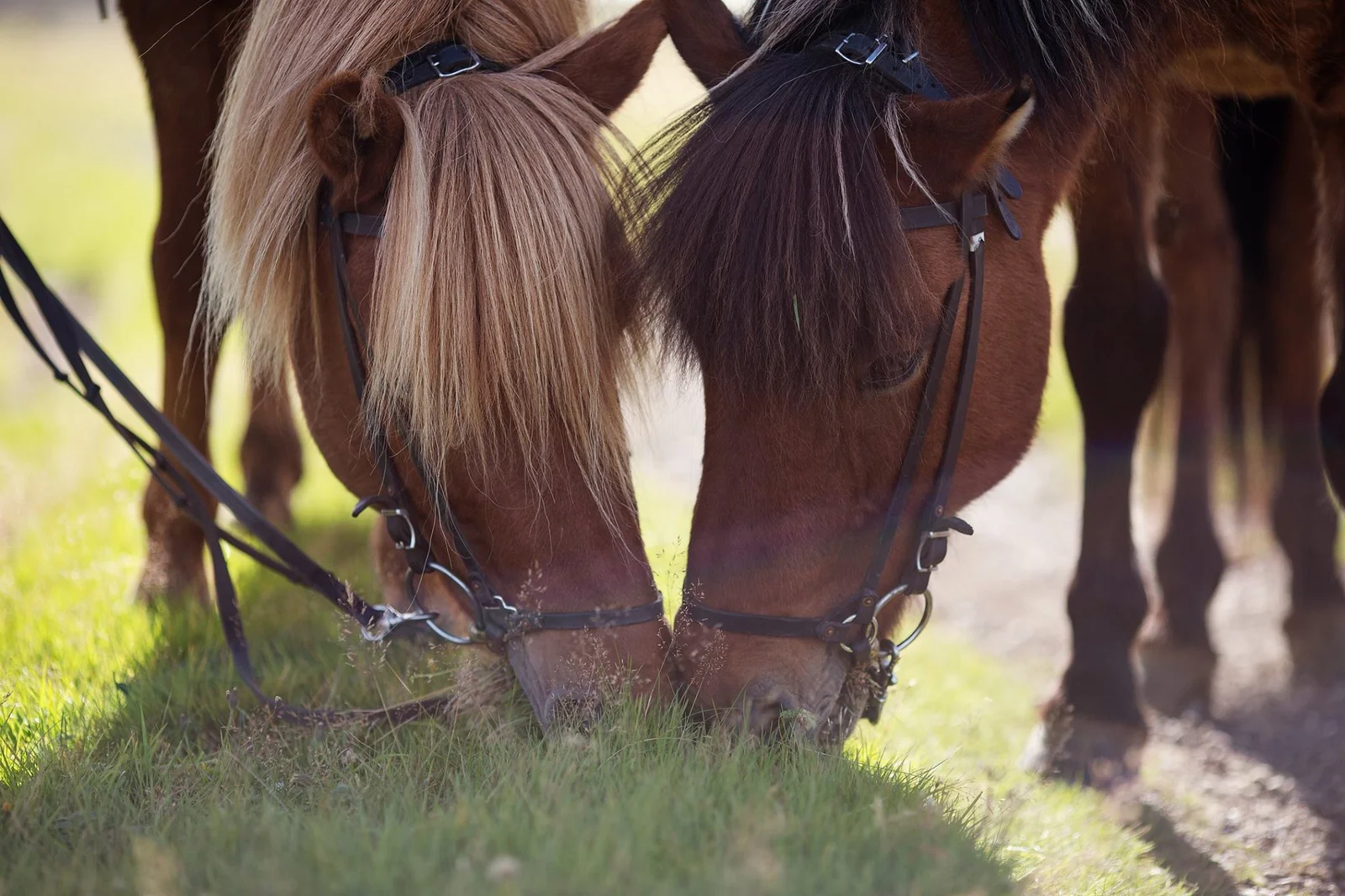 Two Icelandic horses together at Skeiðvellir
