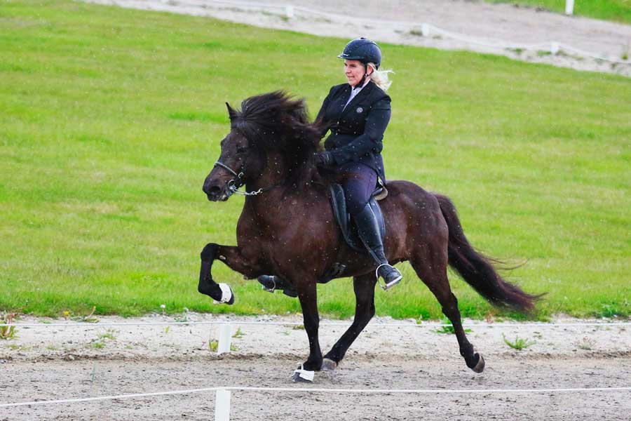 Lessons at Icelandic HorseWorld