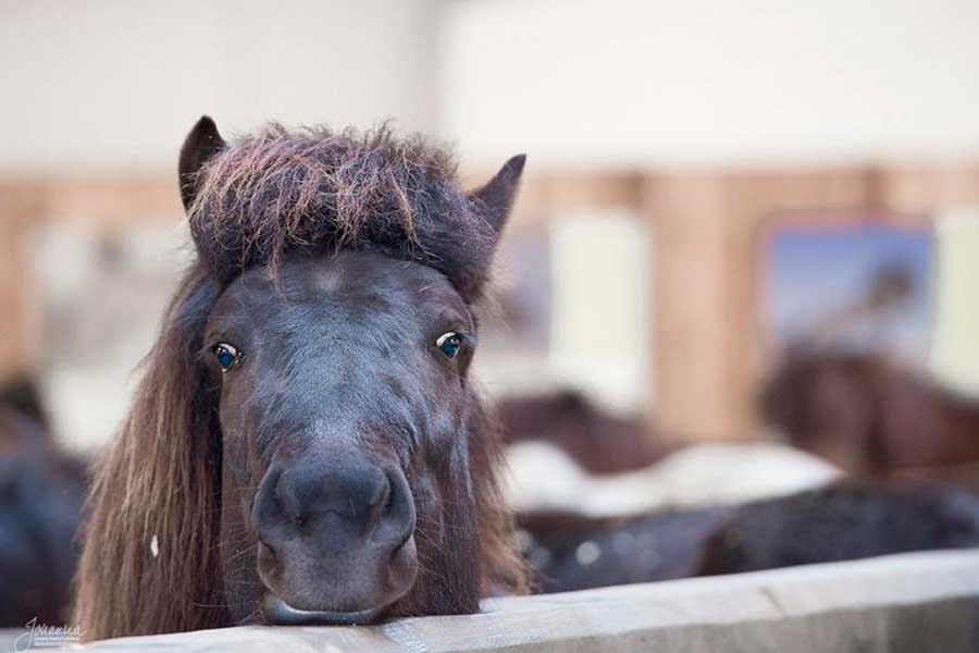 Stable Combo at Icelandic HorseWorld