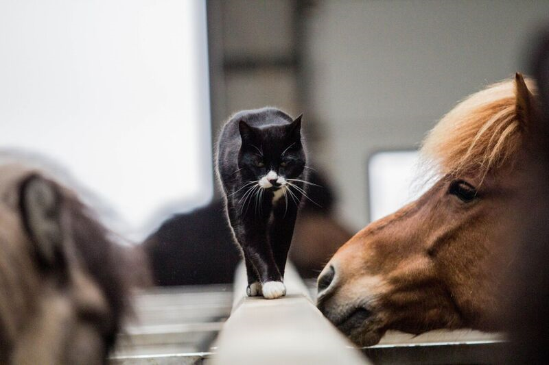 Stable Visit at Icelandic HorseWorld