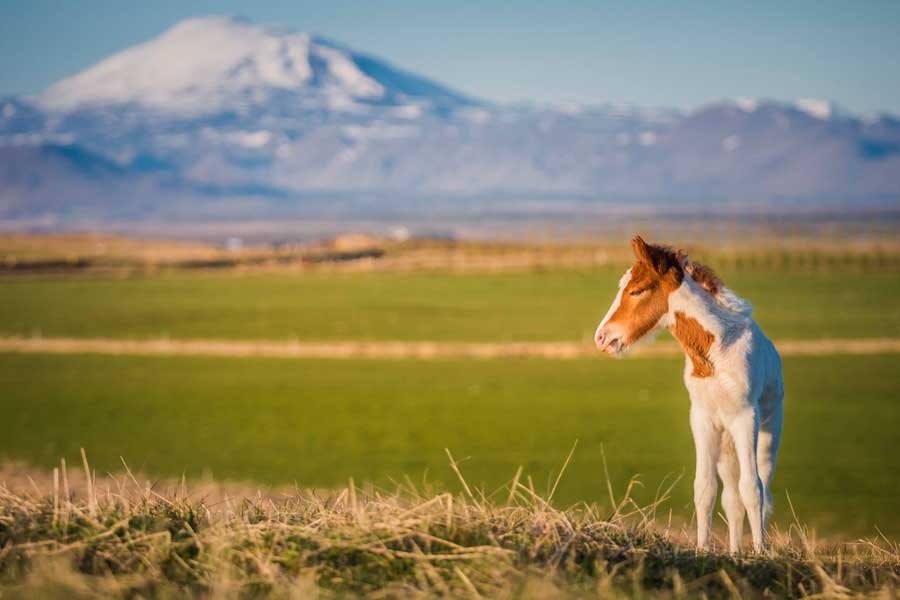 Under the Volcano at Icelandic HorseWorld
