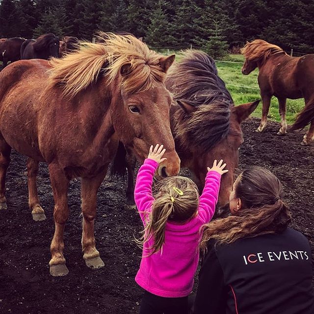 Kids and the Icelandic horses at Skeiðvellir.