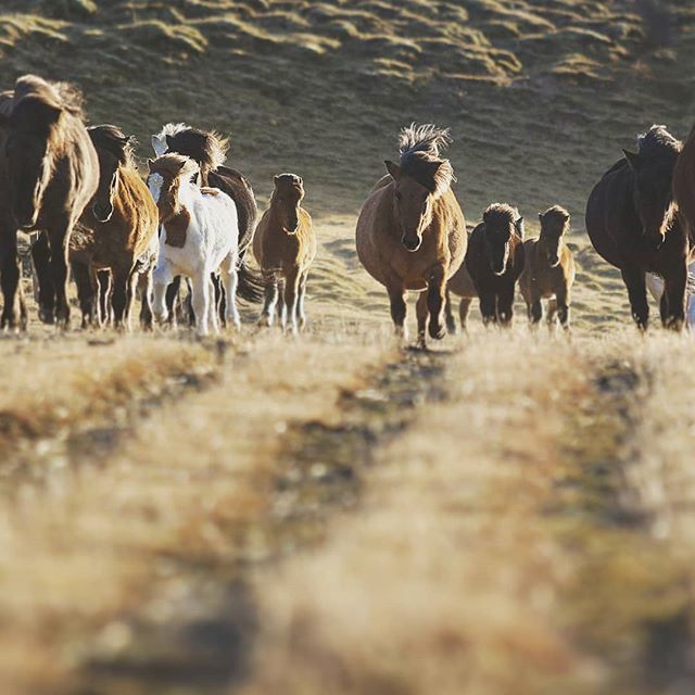 The Icelandic horse in a big herd