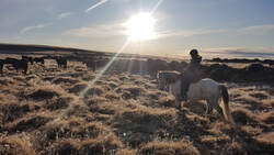 Riding tour on the Icelandic horse