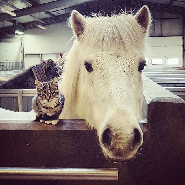 An Icelandic horse and a stable cat at Skeiðvellir.
