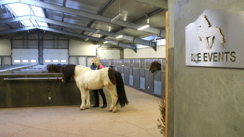 The stable and a horse at  Icelandic Horseworld