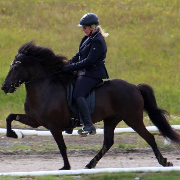 A competition horse from Skeiðvellir.