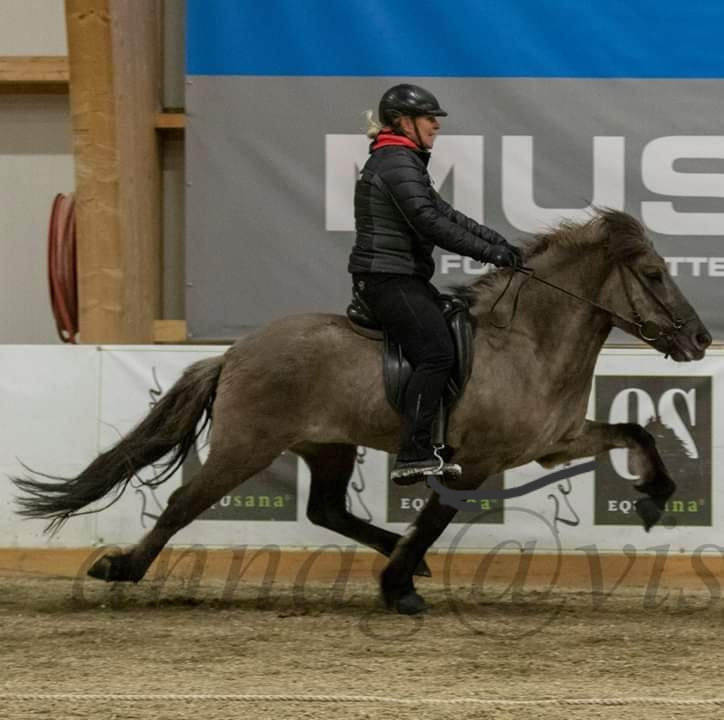 Competition horse from Skeiðvellir.