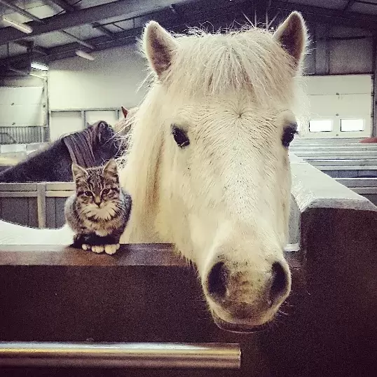 A horse resting the head on it's stall and a cat sitting next to it