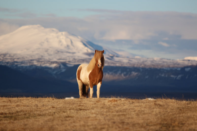 An Icelandic horse in front of Hekla on the fields of Icelandic Horseworld.