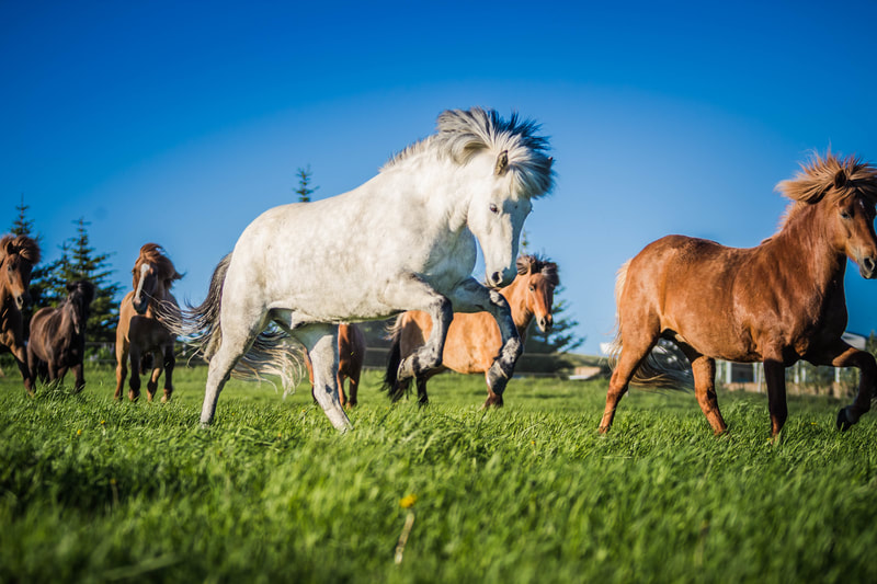 The Icelandic horse at Icelandic Horseworld