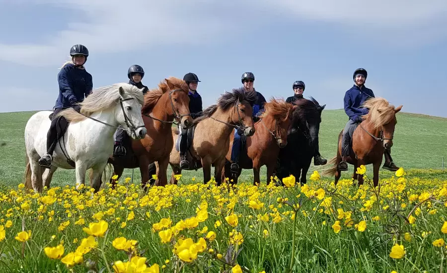 Seven happy riders on Icelandic horses in a meadow