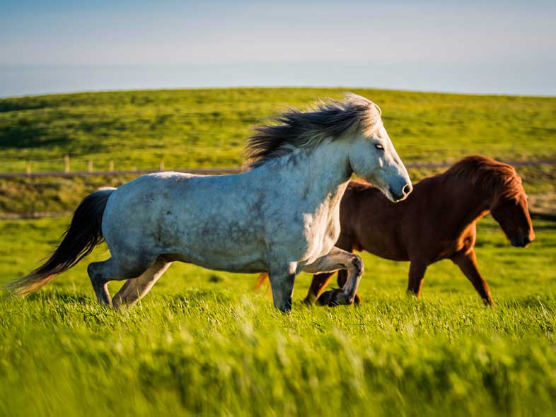 Two horses running in a field 