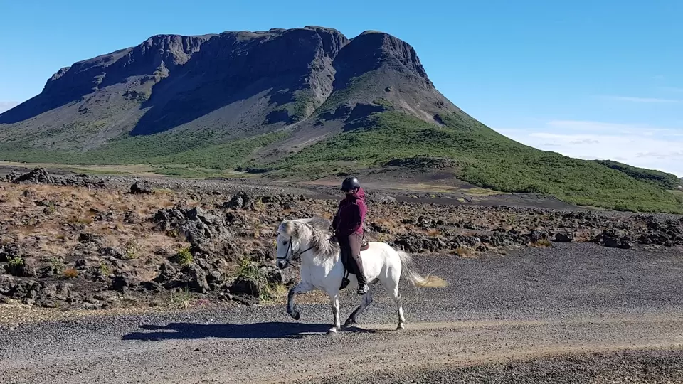 An Icelandic horse in front of Búrfell