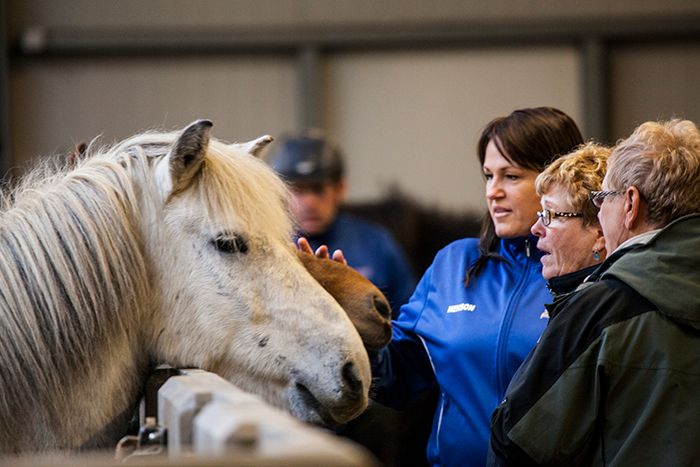Meeting the Icelandic horse.
