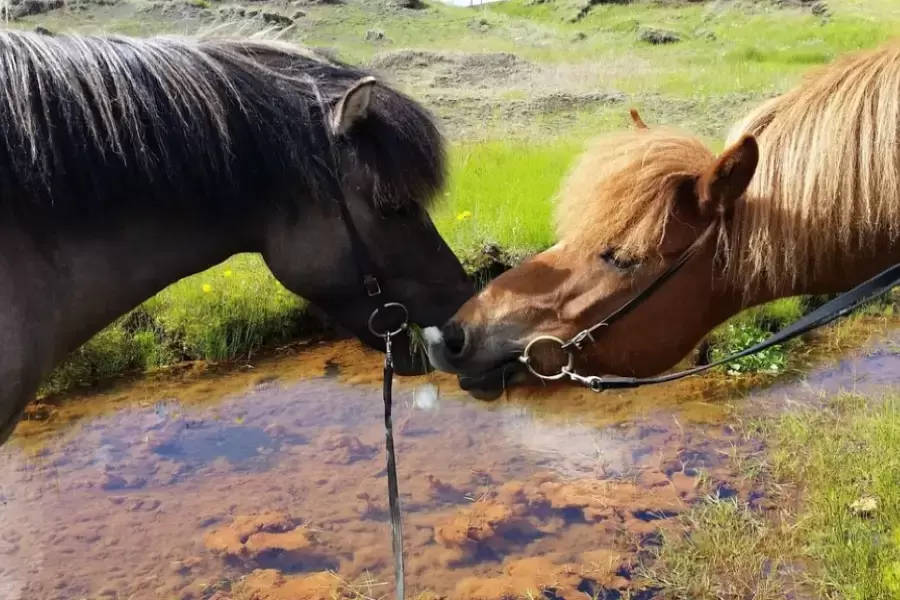 Two Icelandic horses 