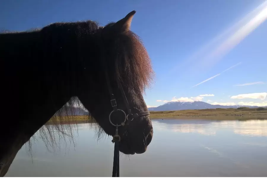 An Icelandic horse by the river Rangá