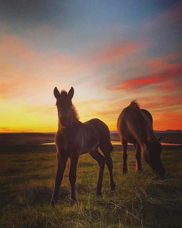 The foals of the Icelandic horses in sunset.