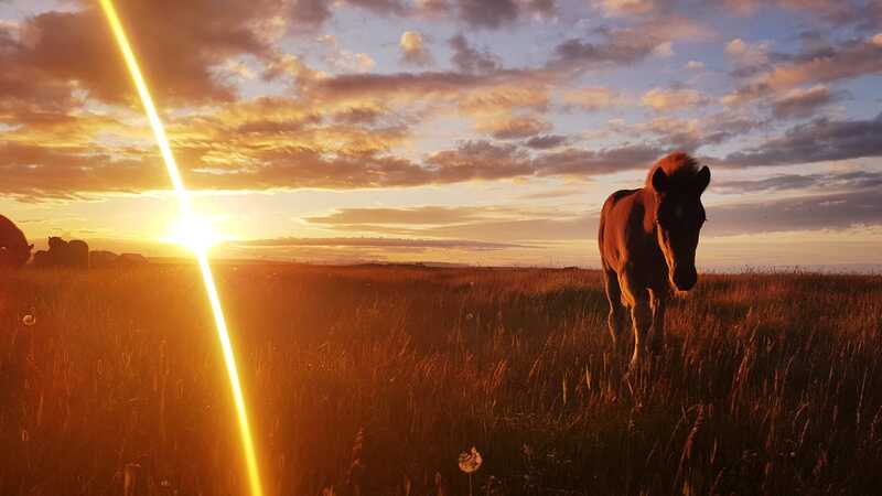Foal of the Icelandic horse in the sunset. 